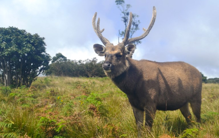 Horton Plains NP, Sri Lanka