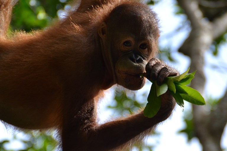 Sabah, Borneo