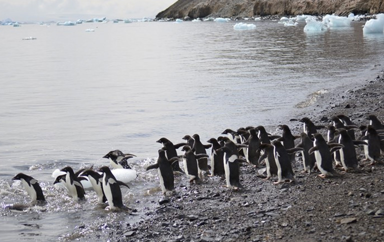 Weddell Sea, Antarctica