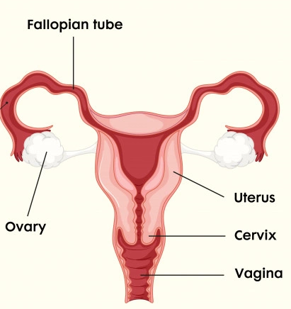 Cervical-Screening