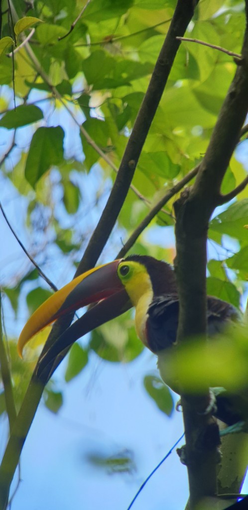toucan-498x1024